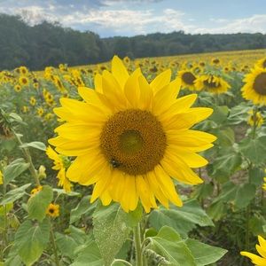 Meet your Posher, Sama